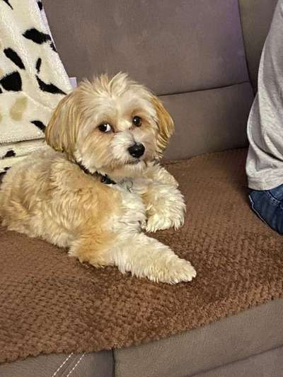 Havaneser dabei?:)-Beitrag-Bild