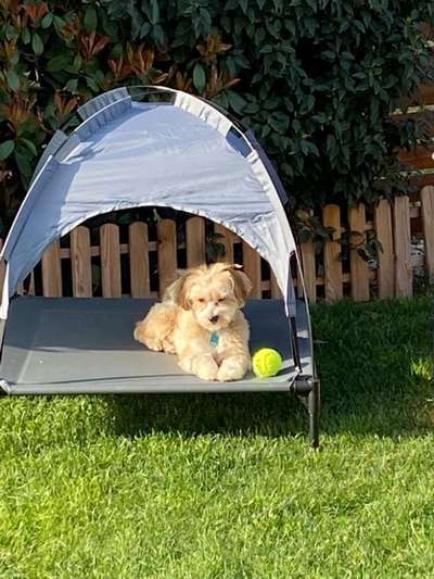 Havaneser dabei?:)-Beitrag-Bild