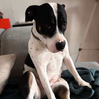 Hundetreffen-Gassirunde-Bild