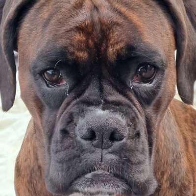 Hundetreffen-Gemeinsame Hunderunde in der Südstadt-Bild