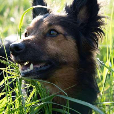 Challenge 23 : "  Euer Hund beim Frühlingserwachen "-Beitrag-Bild