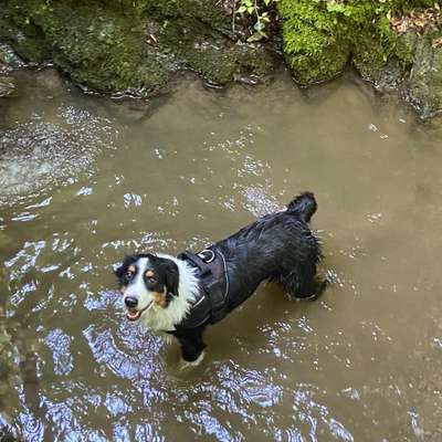 Hundetreffen-Hundetreffen am Rielteich-Bild