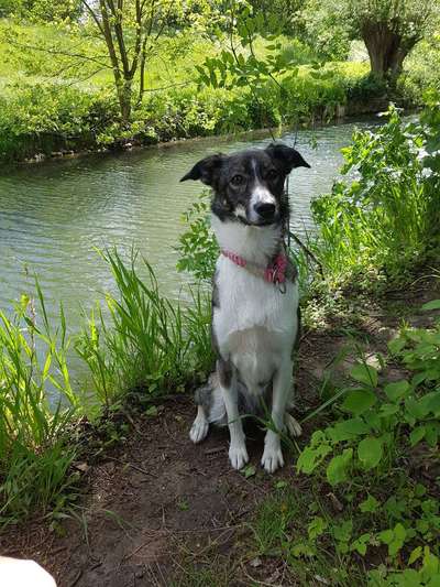 Die Dogorama Kalender Challenge Teil 3/4-Beitrag-Bild