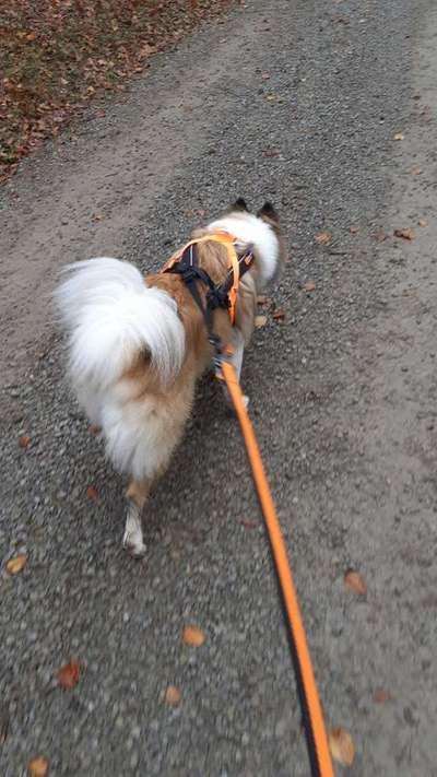 Hundetreffen-Canicross Trainingspartner gesucht-Bild