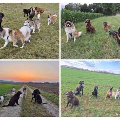 Hundetreffen-Spieltreffen, Spaziergänge & gemeinsame Wanderungen-Bild