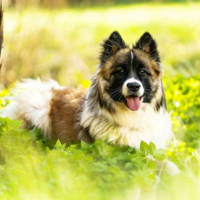 Hundetreffen-Trainings- und Spielpartner gesucht-Bild