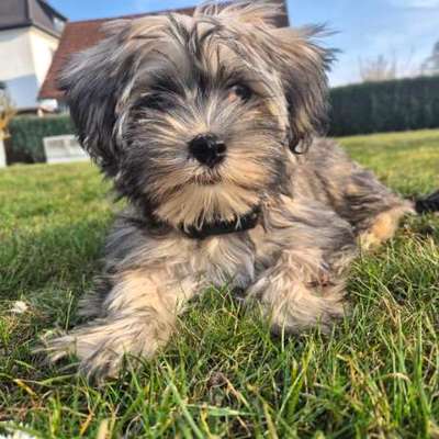 Hundetreffen-Ich suche andere Welpen oder junge Hunde für meine Hündin (geboren am 25.11.2025).-Bild