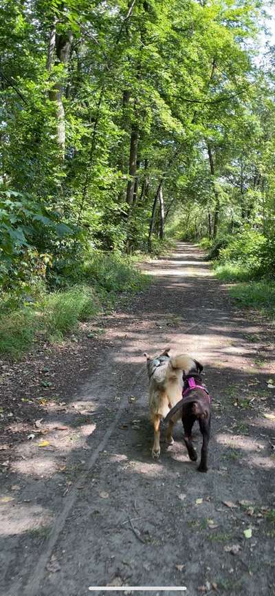 Hundetreffen-Social Walk/Wandern-Bild