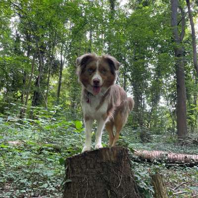 Hundetreffen-Gassirunden/Social Walk-Bild