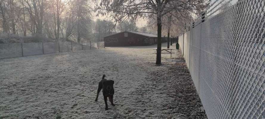 Hundeauslaufgebiet-Hundewiese Emstek-Bild