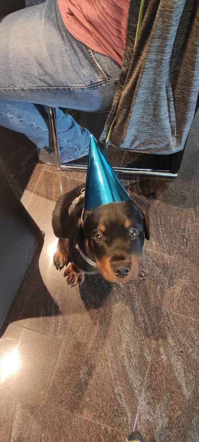 Rottweiler-Beitrag-Bild