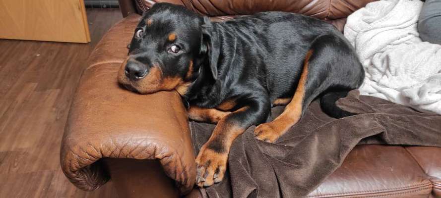 Rottweiler/-Mischlinge-Beitrag-Bild