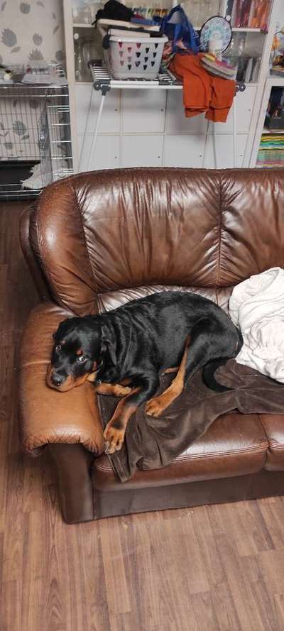 Rottweiler-Beitrag-Bild
