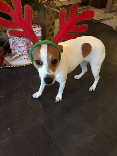 Dansky (Dansk-Svensk Gårdshund)-Beitrag-Bild