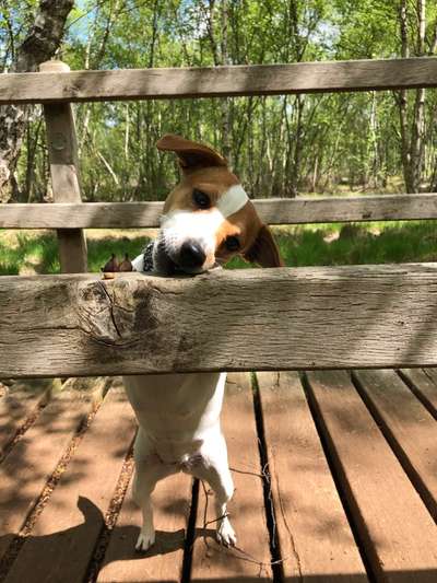 Dansky (Dansk-Svensk Gårdshund)-Beitrag-Bild