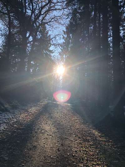 Dansky (Dansk-Svensk Gårdshund)-Beitrag-Bild