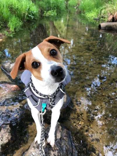 Dogorama-Monats-Challenge-Mai "Wasser"-Beitrag-Bild