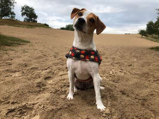 Dansky (Dansk-Svensk Gårdshund)-Beitrag-Bild