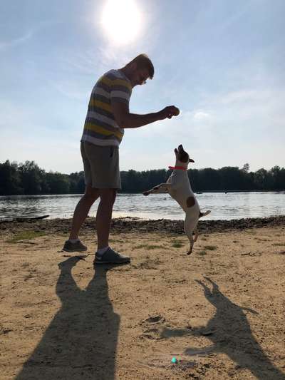 Dansky (Dansk-Svensk Gårdshund)-Beitrag-Bild