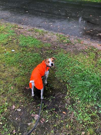 Dansky (Dansk-Svensk Gårdshund)-Beitrag-Bild