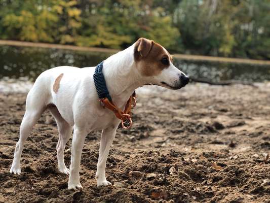 Dansky (Dansk-Svensk Gårdshund)-Beitrag-Bild