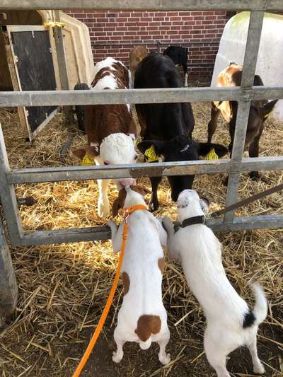 Dansky (Dansk-Svensk Gårdshund)-Beitrag-Bild