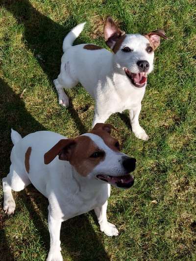 Dansky (Dansk-Svensk Gårdshund)-Beitrag-Bild