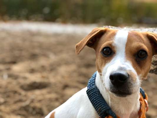 Dansky (Dansk-Svensk Gårdshund)-Beitrag-Bild