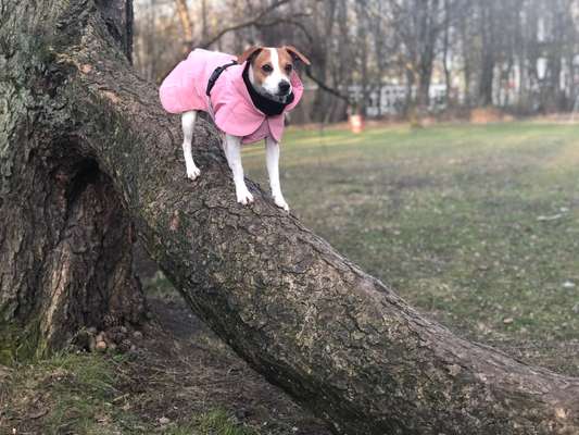 Dansky (Dansk-Svensk Gårdshund)-Beitrag-Bild