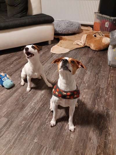 Dansky (Dansk-Svensk Gårdshund)-Beitrag-Bild