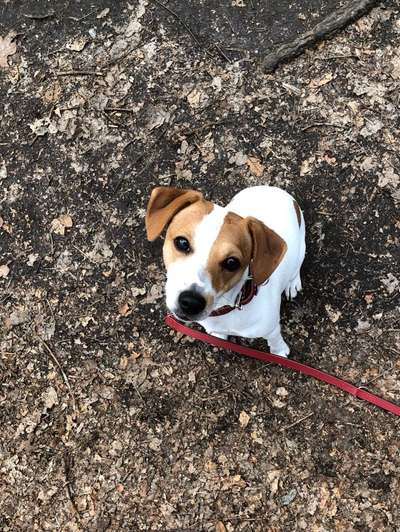 Dansky (Dansk-Svensk Gårdshund)-Beitrag-Bild