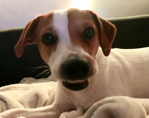 Dansky (Dansk-Svensk Gårdshund)-Beitrag-Bild