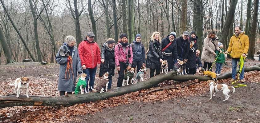 Dansky (Dansk-Svensk Gårdshund)-Beitrag-Bild