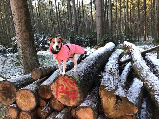 Dansky (Dansk-Svensk Gårdshund)-Beitrag-Bild