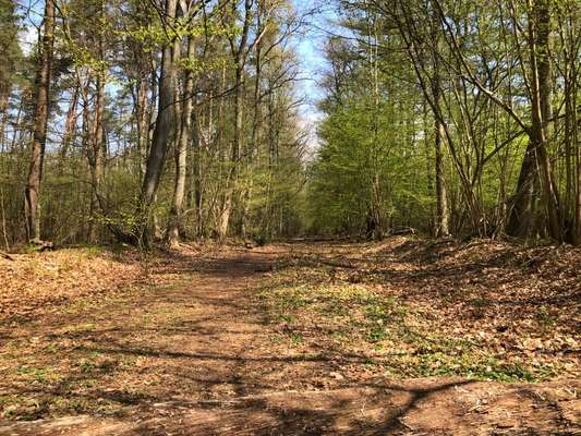 Hundeauslaufgebiet-Naturschutzgebiet NSG Raakmoor-Bild