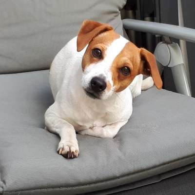 Dansky (Dansk-Svensk Gårdshund)-Beitrag-Bild