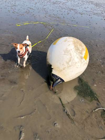 Dansky (Dansk-Svensk Gårdshund)-Beitrag-Bild
