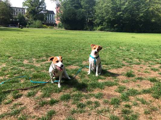 Dansky (Dansk-Svensk Gårdshund)-Beitrag-Bild