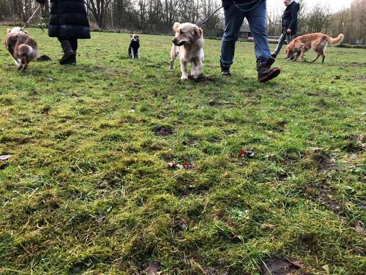 Dansky (Dansk-Svensk Gårdshund)-Beitrag-Bild