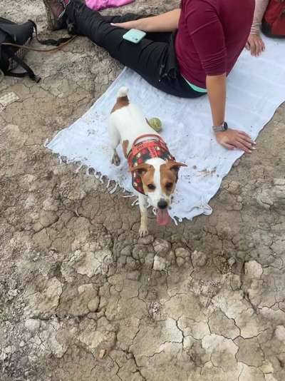 Dansky (Dansk-Svensk Gårdshund)-Beitrag-Bild