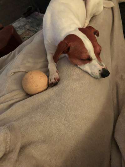 Dansky (Dansk-Svensk Gårdshund)-Beitrag-Bild