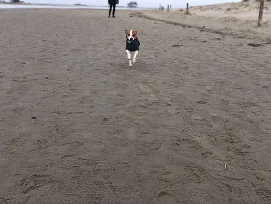 Dansky (Dansk-Svensk Gårdshund)-Beitrag-Bild