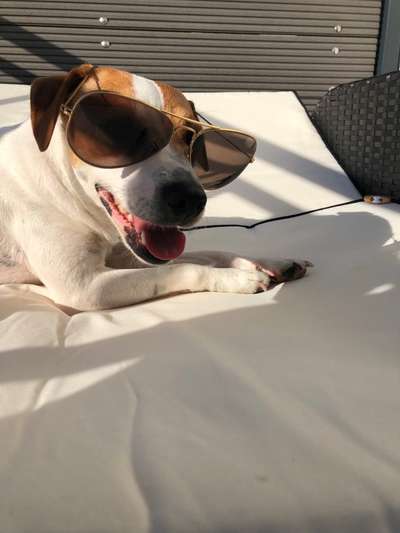 Dansky (Dansk-Svensk Gårdshund)-Beitrag-Bild