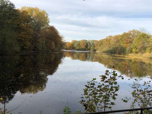 Dansky (Dansk-Svensk Gårdshund)-Beitrag-Bild