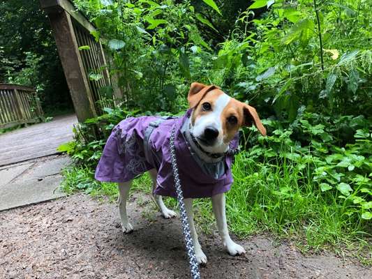 Dansky (Dansk-Svensk Gårdshund)-Beitrag-Bild