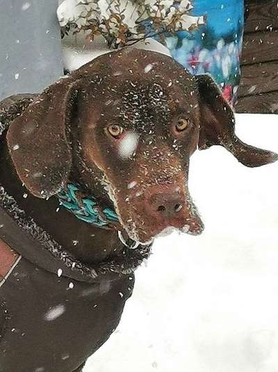 Die Dogorama Kalender Challenge Teil 2/4-Beitrag-Bild