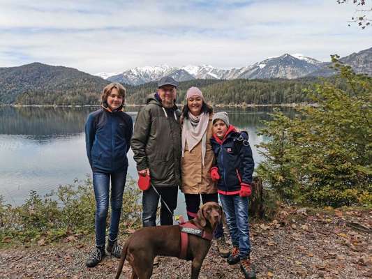 Labradorfans-Beitrag-Bild