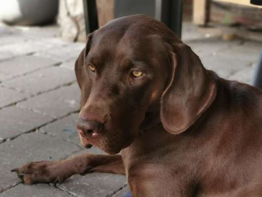 Labradorfans-Beitrag-Bild