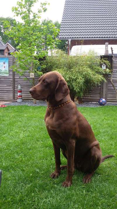 Labradorfans-Beitrag-Bild