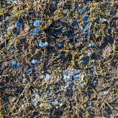 Giftköder-Blaues Zeug Hundeauslaufplatz Promenade-Bild